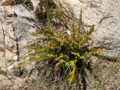 Polystichum imbricans
