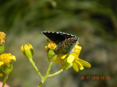 Pseudophilotes bavius
