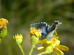 Pseudophilotes bavius