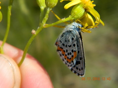 Pseudophilotes bavius