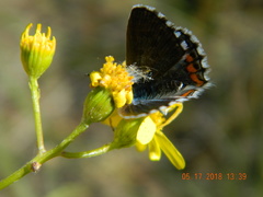 Pseudophilotes bavius