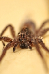 Centroctenus