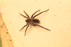 Centroctenus