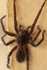 Centroctenus