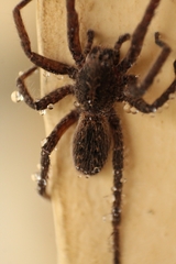 Centroctenus