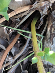Polystichum imbricans