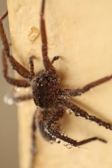 Centroctenus