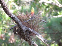 Tillandsia lampropoda