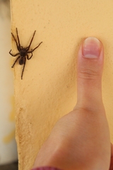 Centroctenus