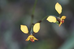 Diuris brachyscapa