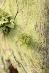 Lecanoromycetes