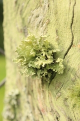 Lecanoromycetes