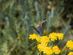 Pseudophilotes bavius