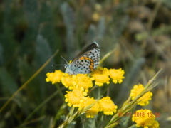 Pseudophilotes bavius