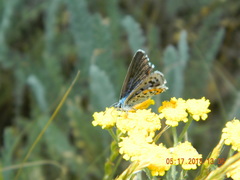 Pseudophilotes bavius