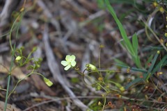 Drosera subhirtella
