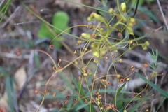 Drosera subhirtella