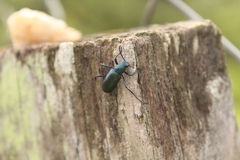 Coleoptera
