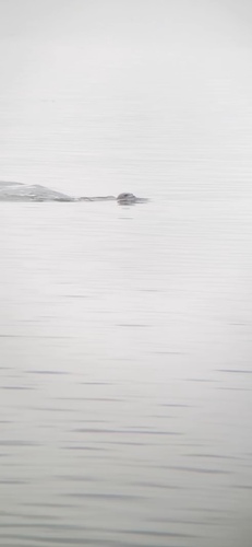 Atlantic Harbor Seal photographed in New York
