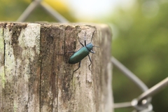 Coleoptera