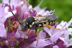 Nomada flavopicta