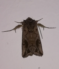 Ctenoplusia accentifera