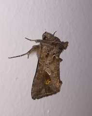 Ctenoplusia accentifera