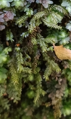 Cyathophorum bulbosum