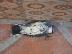 Tyrannus verticalis