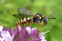Nomada flavopicta
