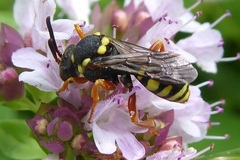 Nomada flavopicta