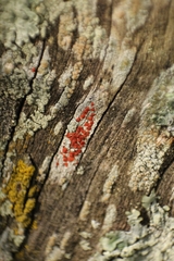 Lecanoromycetes
