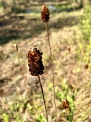 Xyris ambigua