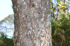 Blepharocalyx salicifolius