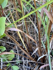 Xyris ambigua