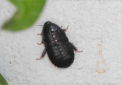 Pycnoscelus surinamensis