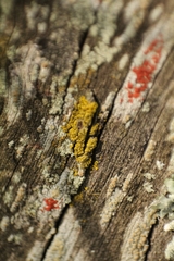 Lecanoromycetes
