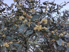Cercocarpus macrophyllus