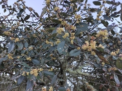 Cercocarpus macrophyllus