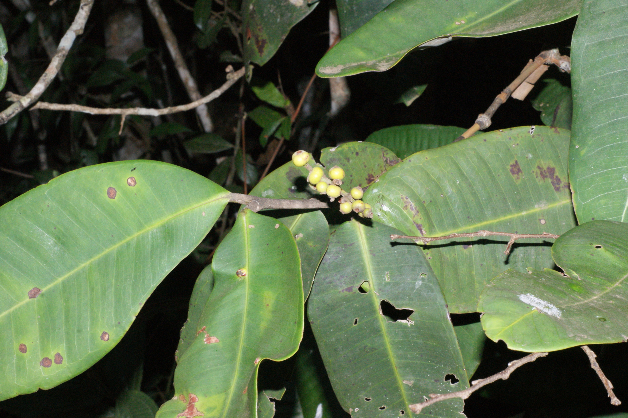 Myrcia neoclusiifolia
