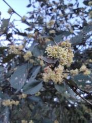 Cercocarpus macrophyllus