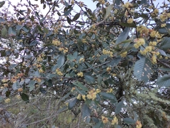 Cercocarpus macrophyllus