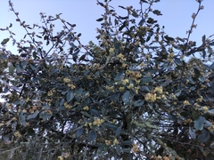 Cercocarpus macrophyllus