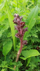 Orobanche gamosepala