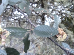 Cercocarpus macrophyllus