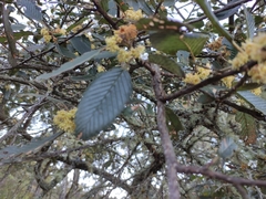 Cercocarpus macrophyllus