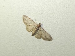 Sigilliclystis insigillata