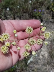 Hymenopappus artemisiifolius