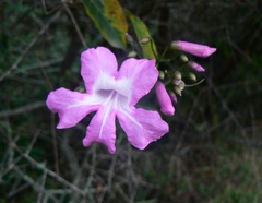 Tanaecium dichotomum