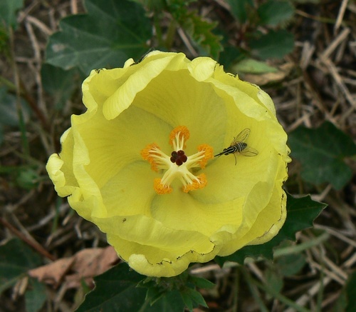 yellow flymallow (Cienfuegosia drummondii)